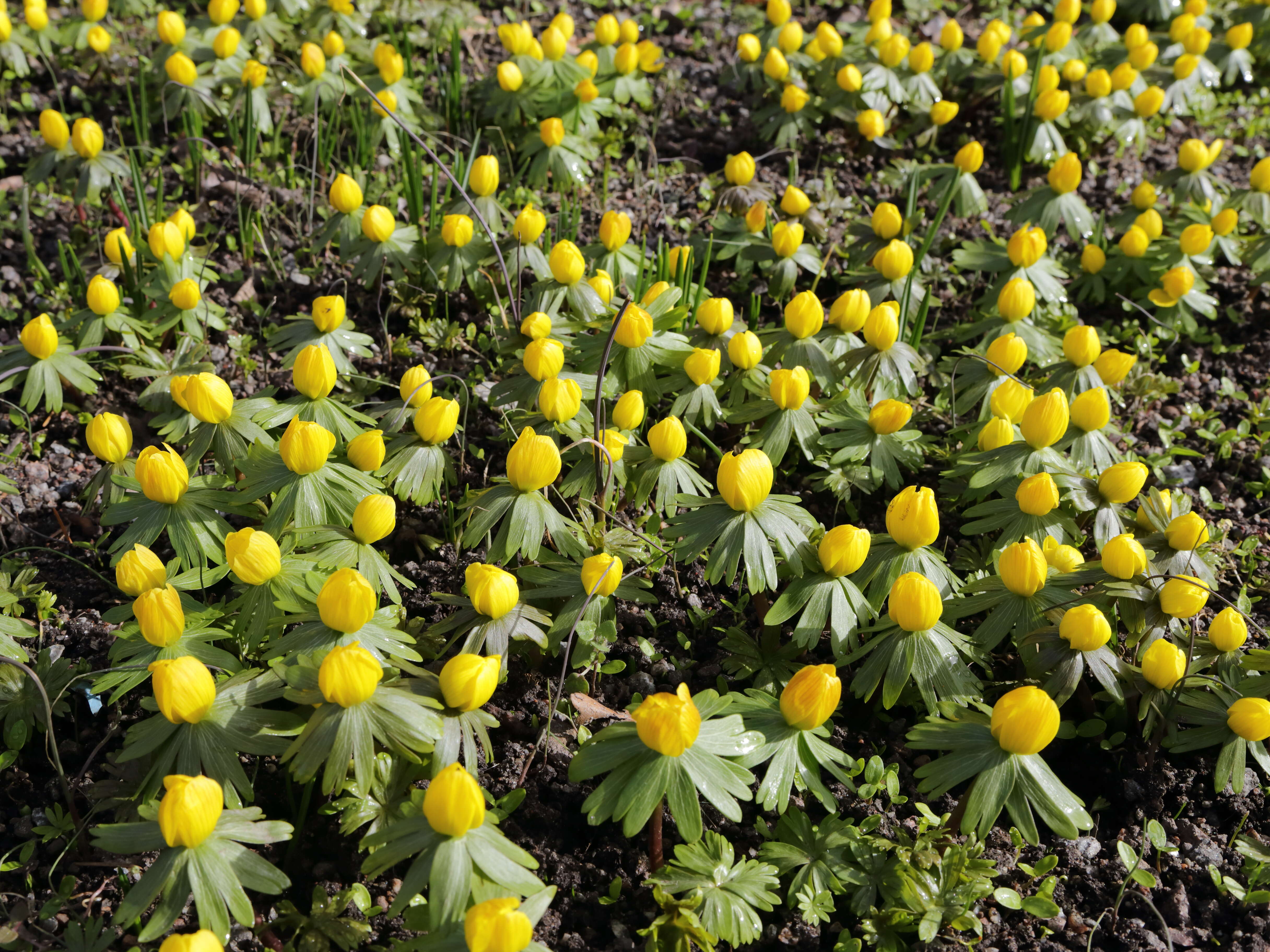 Image of eranthis