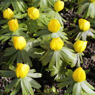 Image of eranthis