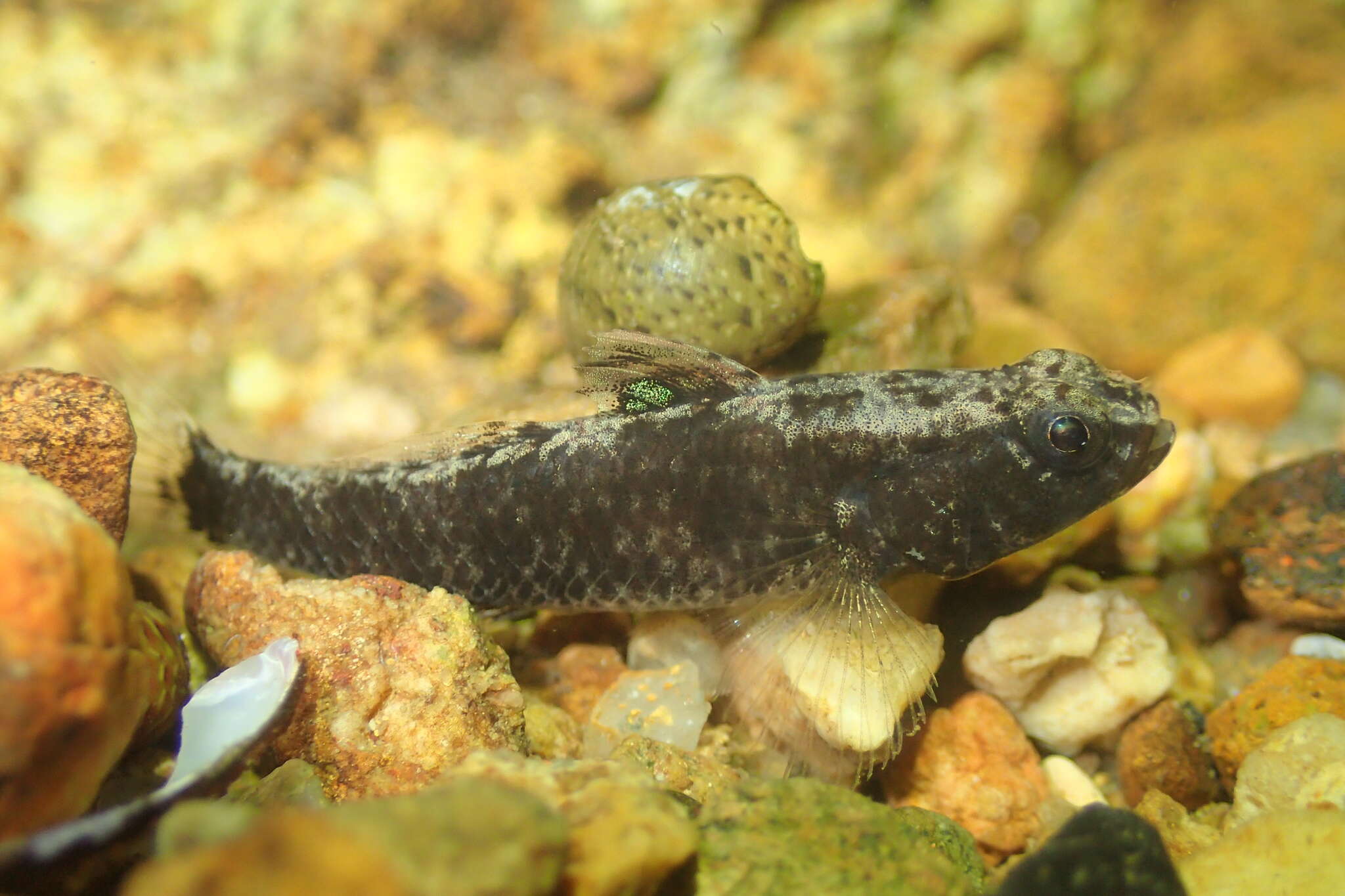 Image of Bigmouth Goby