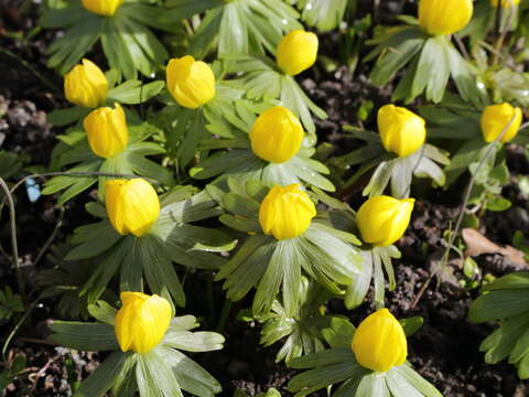 Image of eranthis