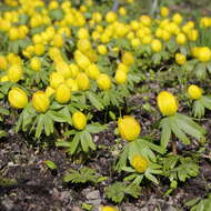 Image of eranthis