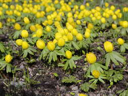 Image of eranthis