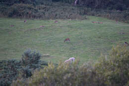 Image of sika deer