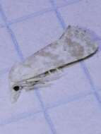 Cochylimorpha discopunctana Eversmann 1844的圖片