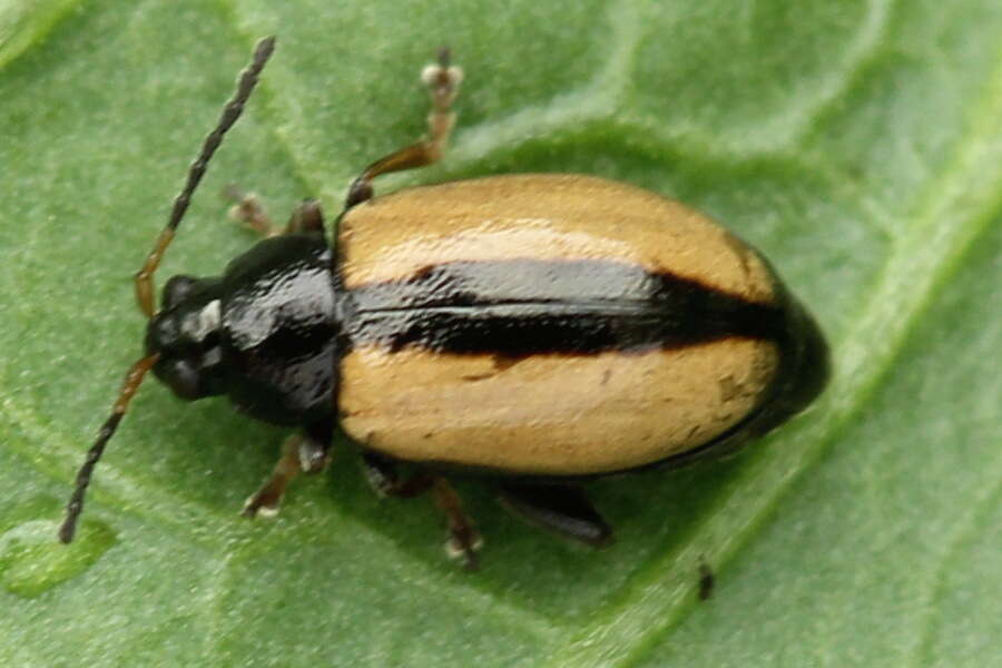 Image of Horseradish Flea Beetle