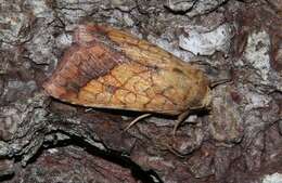 Image of bordered sallow