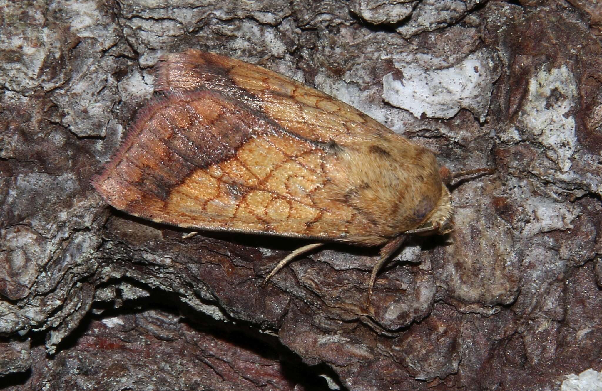 Image of bordered sallow