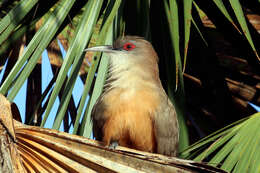 Image of Cuban Lizard-cuckoo