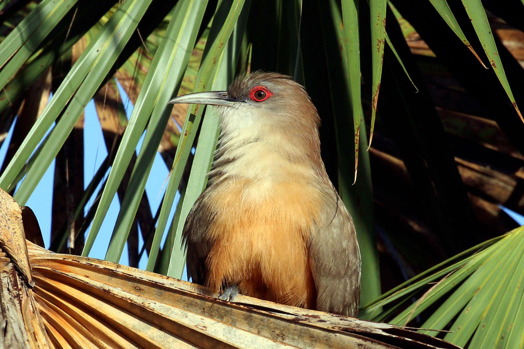 Image of Cuban Lizard-cuckoo