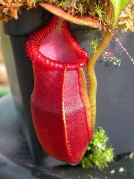 Image of Pitcher plant