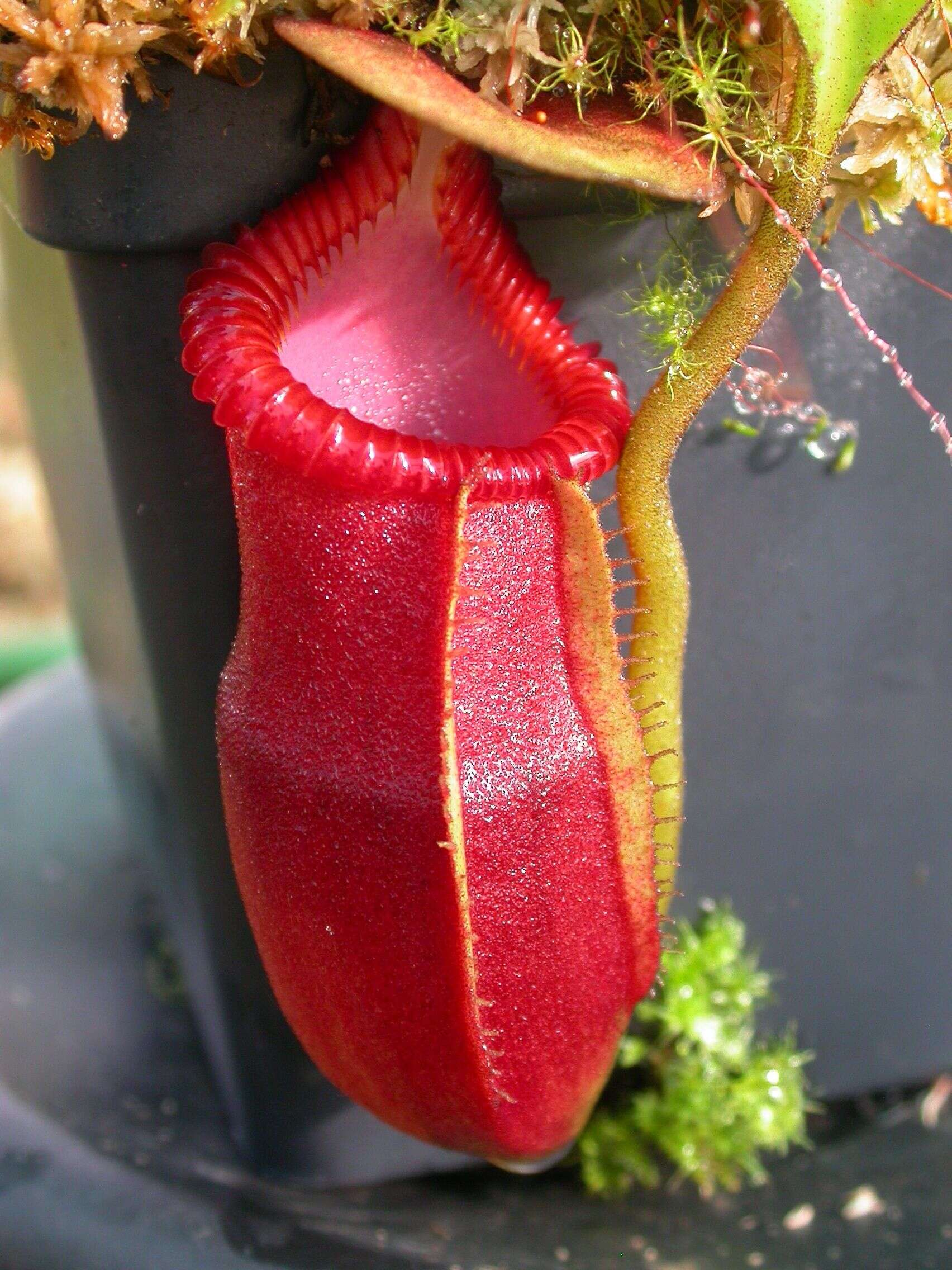 Image of Pitcher plant