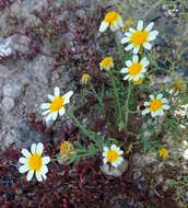 Слика од Glebionis coronaria (L.) N. N. Tzvel.