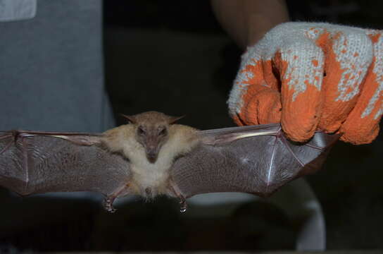 Image of Dagger-toothed Long-nosed Fruit Bat