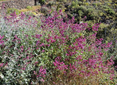 صورة Salvia canariensis L.