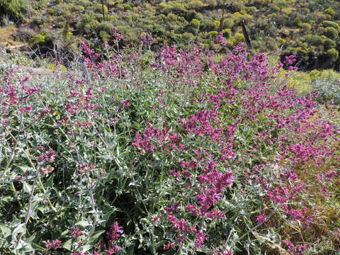 صورة Salvia canariensis L.