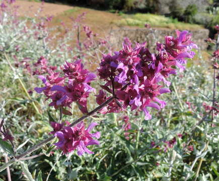 صورة Salvia canariensis L.