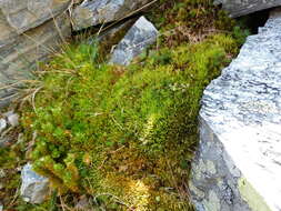 Image of paraleucobryum moss