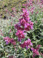 صورة Salvia canariensis L.