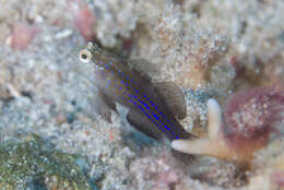 Image of Blue-speckled rubble goby