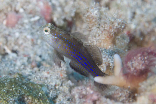 Image of Blue-speckled rubble goby