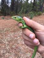 Image of Matuda's Arboreal Alligator Lizard