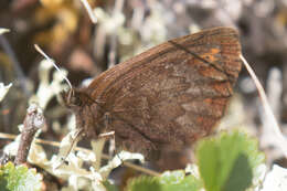 Image of Erebia youngi Holland 1900