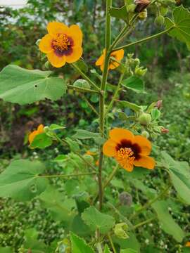 Image of Florida Keys Indian mallow