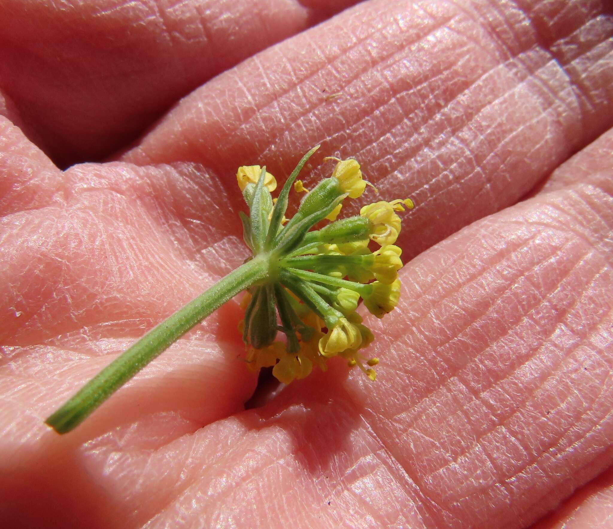 Imagem de Lomatium triternatum var. brevifolium (Coult. & Rose) Mathias