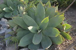 صورة Agave mitis Mart.