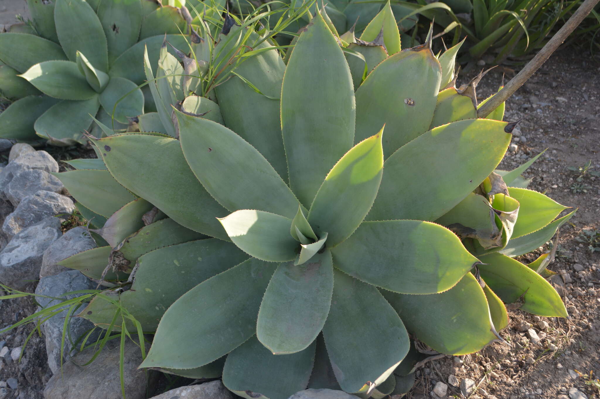 صورة Agave mitis Mart.