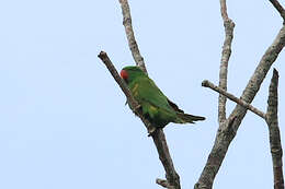 Image of Scaly-breasted Lorikeet