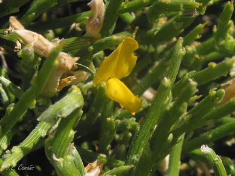 Image of Genista sanabrensis Valdes Brem. et al.