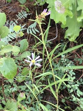 Image of southern prairie aster