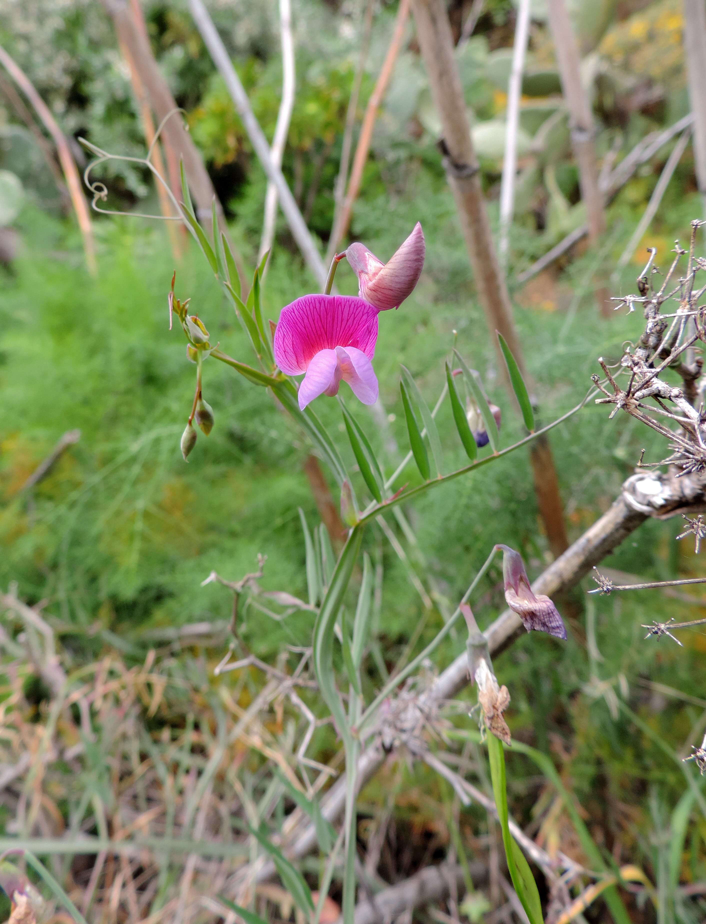 Imagem de Lathyrus clymenum L.