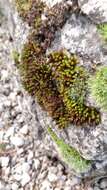 Image of orthotrichum moss