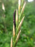 Image of Ergot