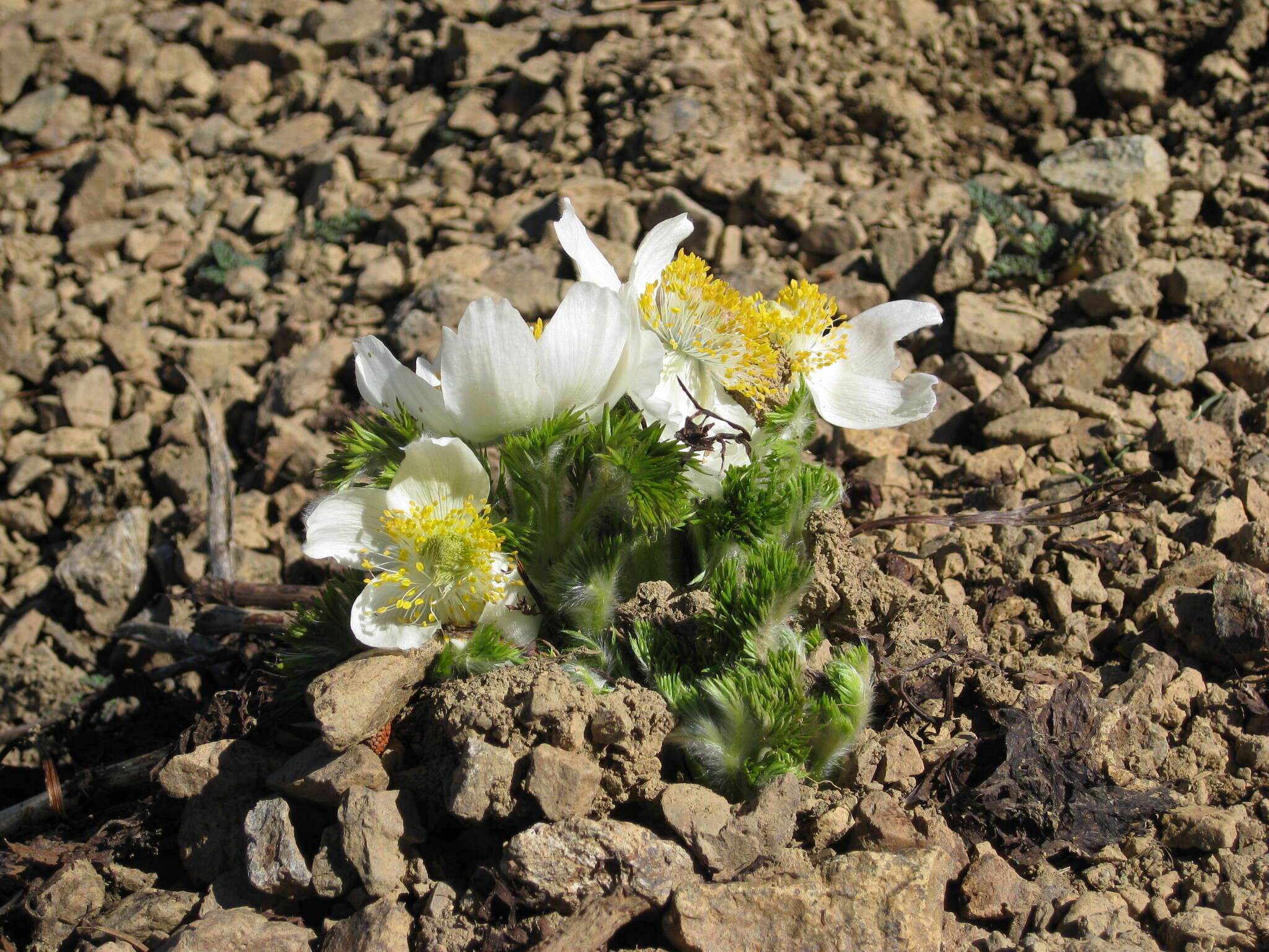 Image of white pasqueflower