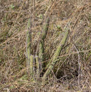 Image of Cleistocactus samaipatanus (Cárdenas) D. R. Hunt