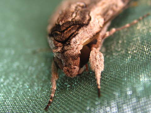 Image of convolvulus hawk moth