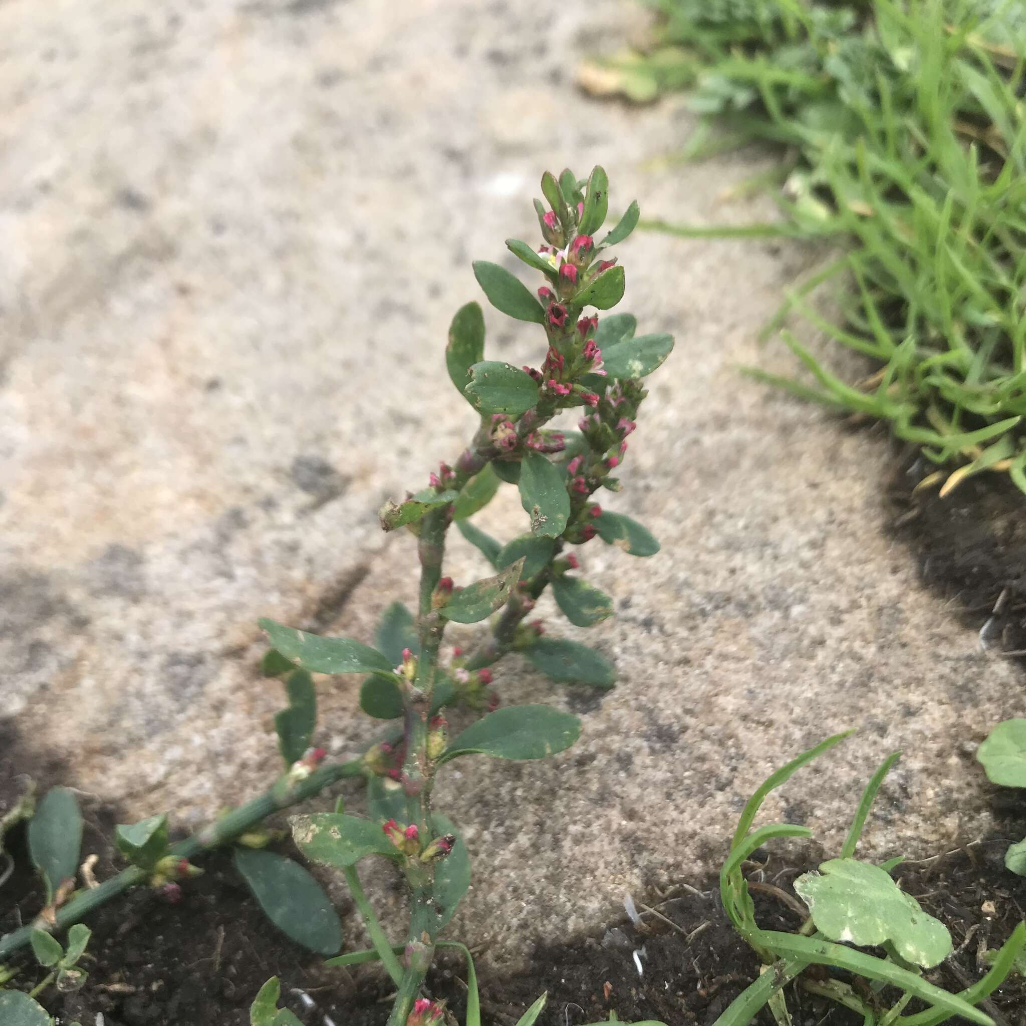 Polygonum arenastrum Boreau resmi