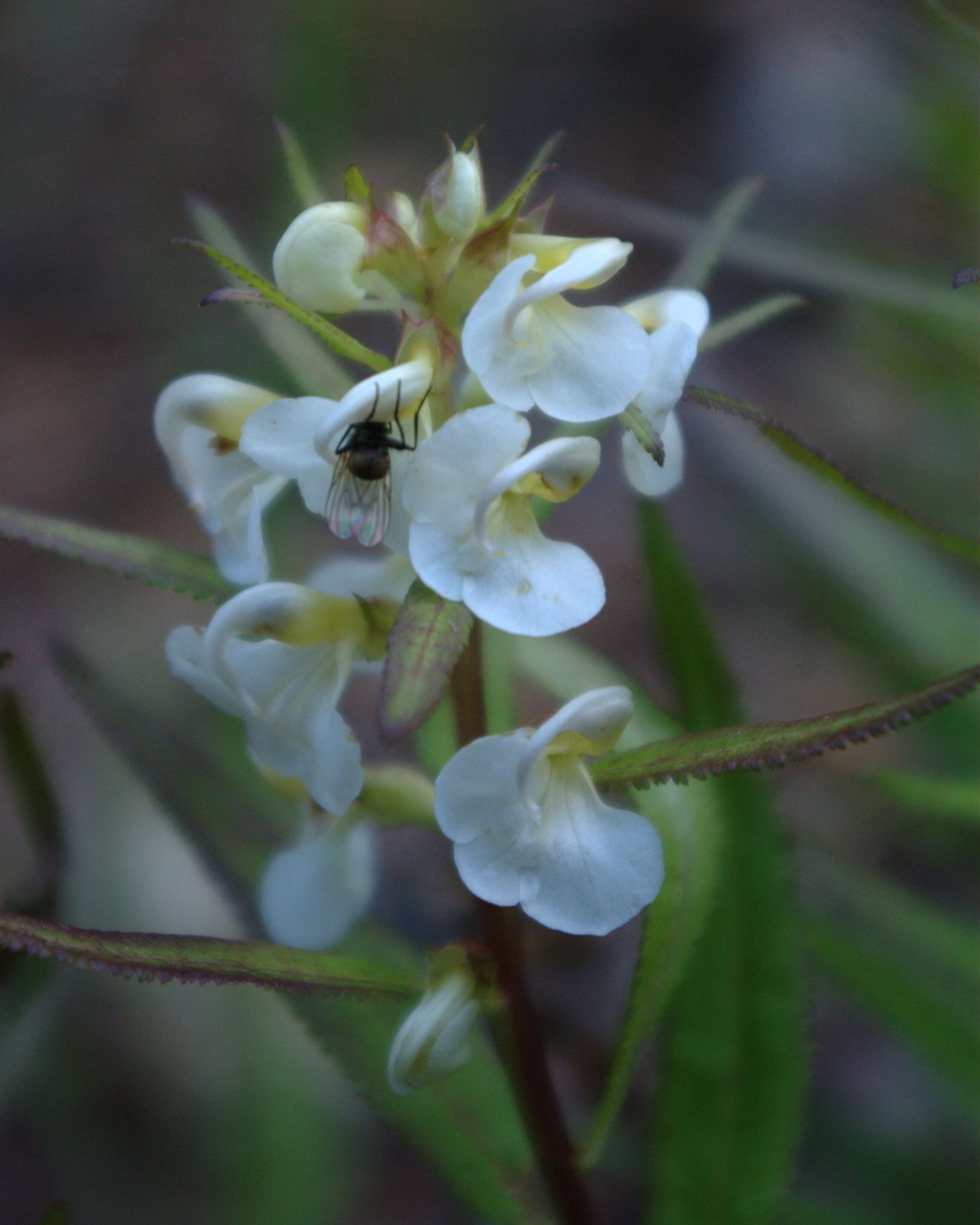 Image of sickletop lousewort