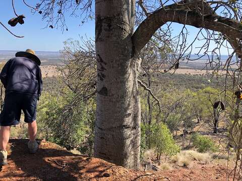 Imagem de Brachychiton australis (Schott & Endl.) Terracino