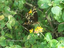 Image of Palamedes Swallowtail