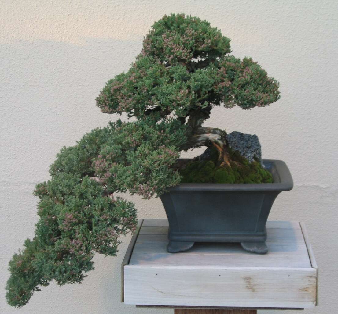 Image of Creeping Juniper