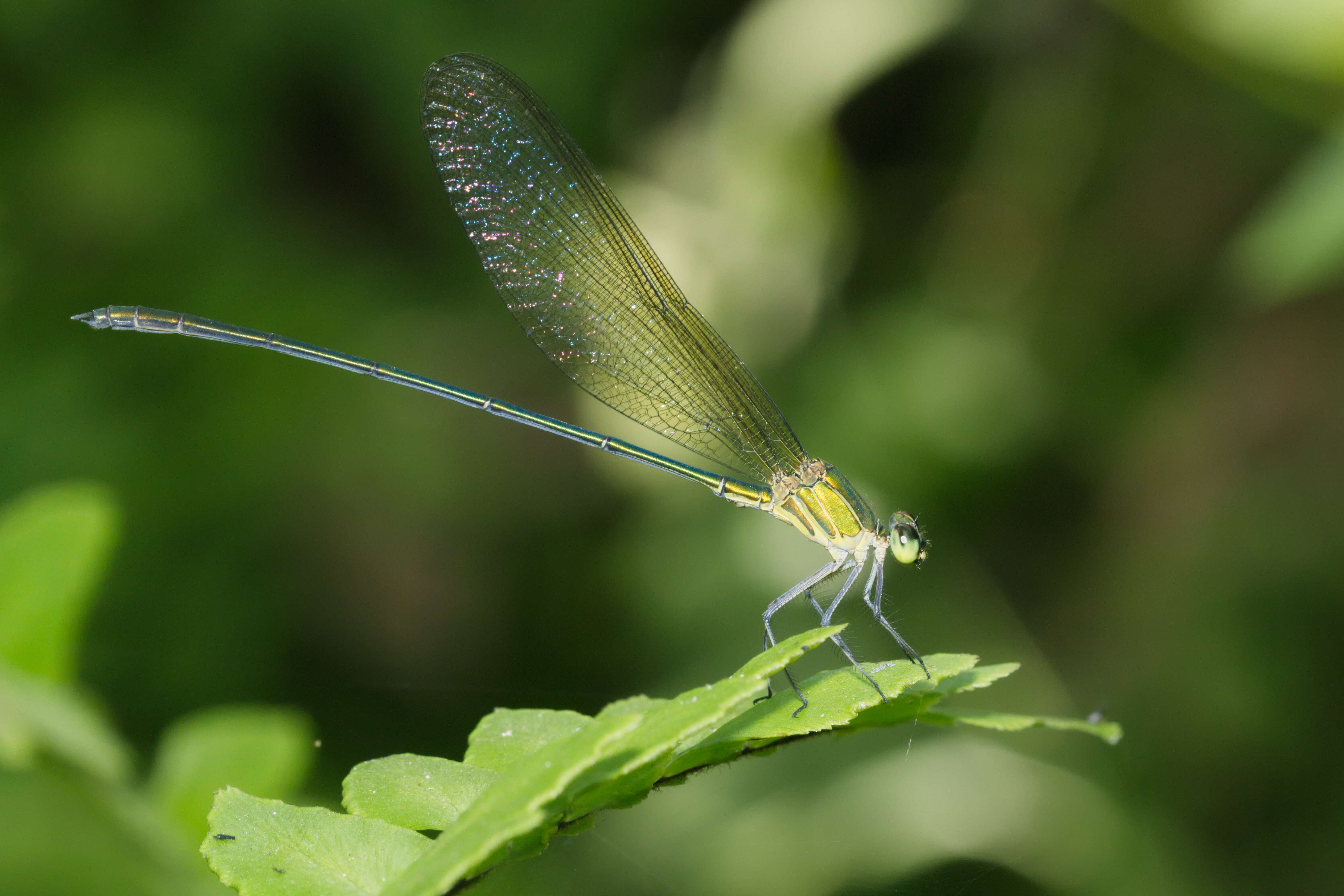 Image of Vestalis gracilis (Rambur 1842)