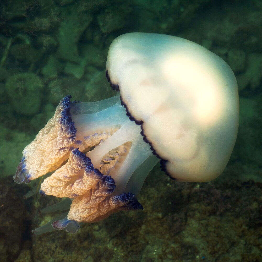 Image of barrel jellyfish