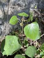 Image of Croton arboreus Millsp.