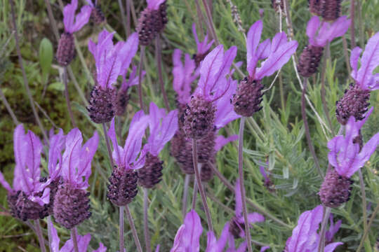 Imagem de Lavandula pedunculata (Mill.) Cav.