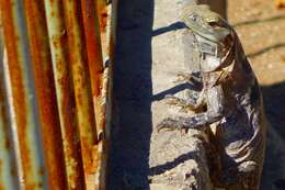 Image of Cape Spinytail Iguana