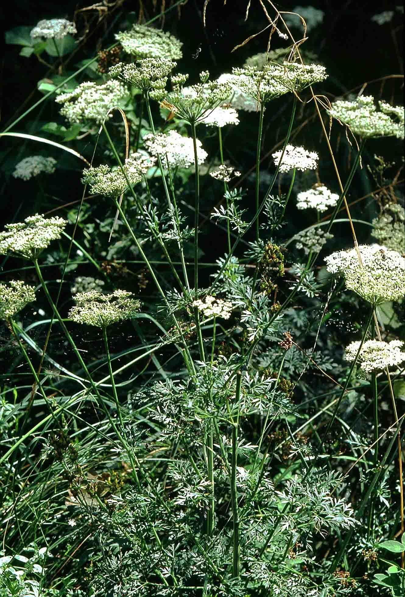 Selinum carvifolia (rights holder: )